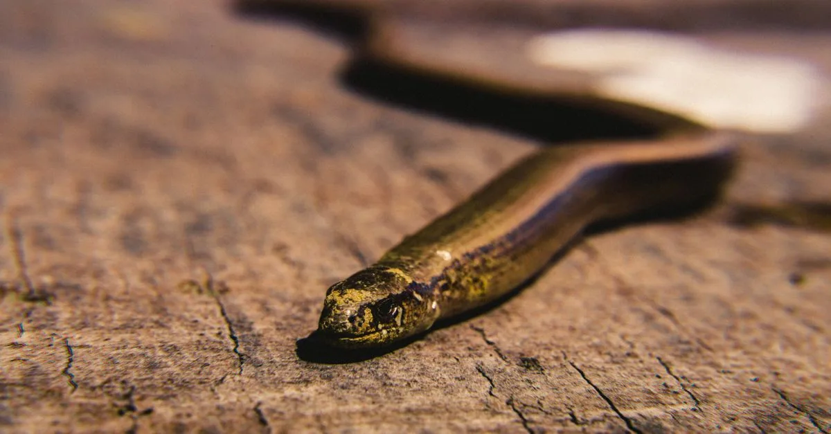 découvrez comment utiliser un drain snake pour déboucher facilement vos canalisations et prévenir les obstructions. guide pratique et conseils d'entretien.