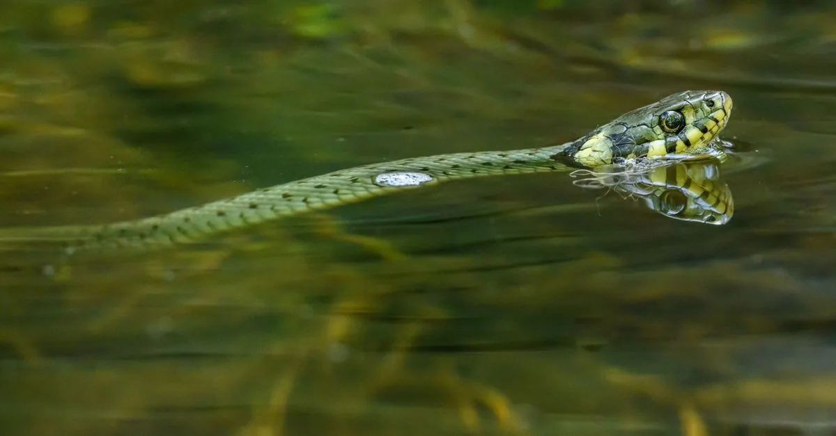 découvrez comment utiliser un drain snake, l'outil idéal pour déboucher facilement vos canalisations et éviter les obstructions dans votre plomberie.