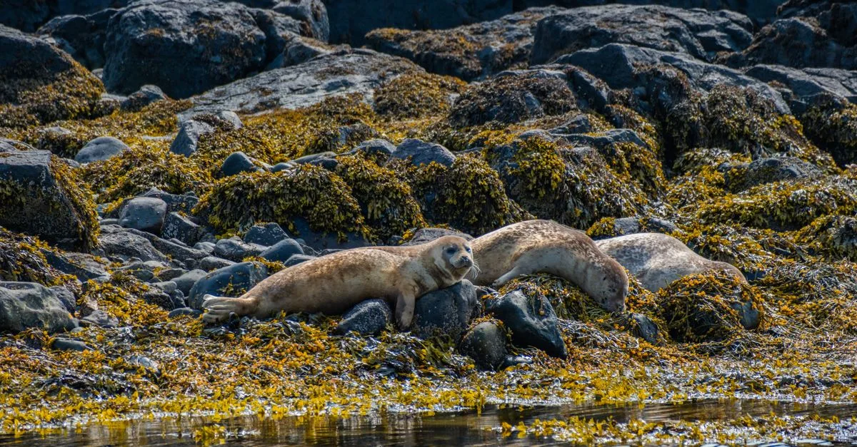 découvrez tout sur le phoque : son habitat, son mode de vie, et son rôle dans l'écosystème marin.