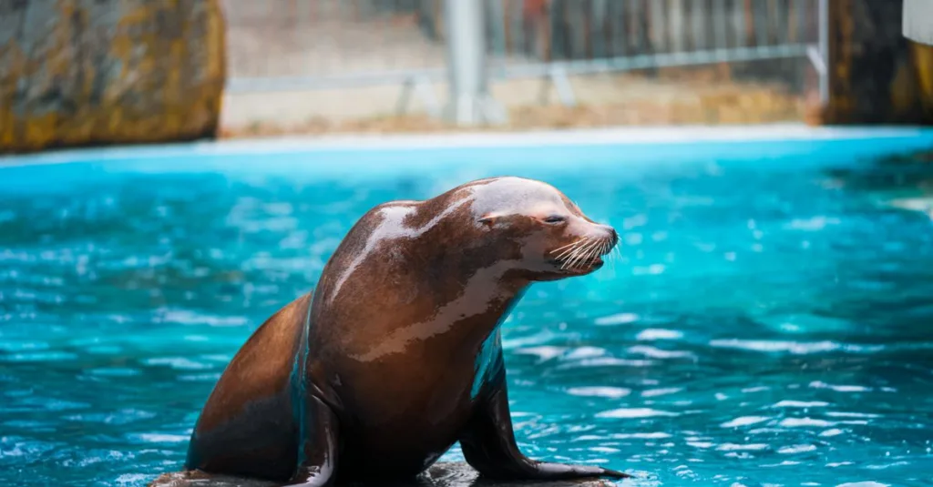découvrez tout sur le phoque, cet animal marin fascinant, son habitat, son alimentation et son rôle dans l'écosystème marin.
